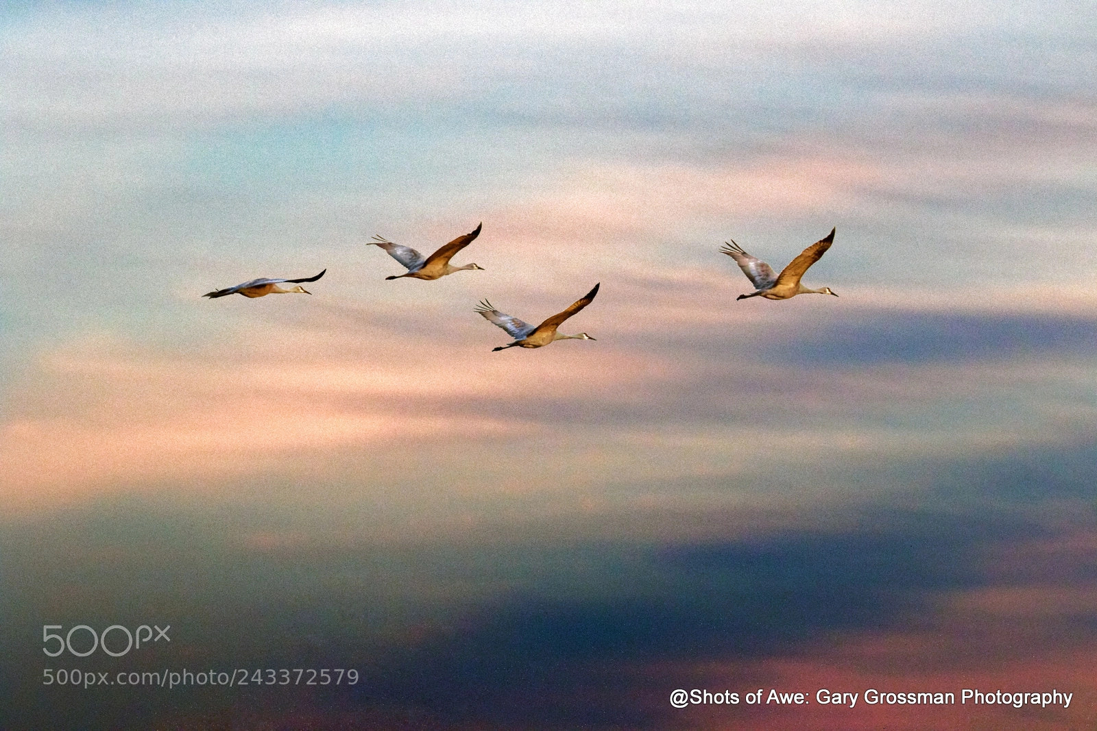 Canon EOS 7D Mark II sample photo. Sundown cranes photography