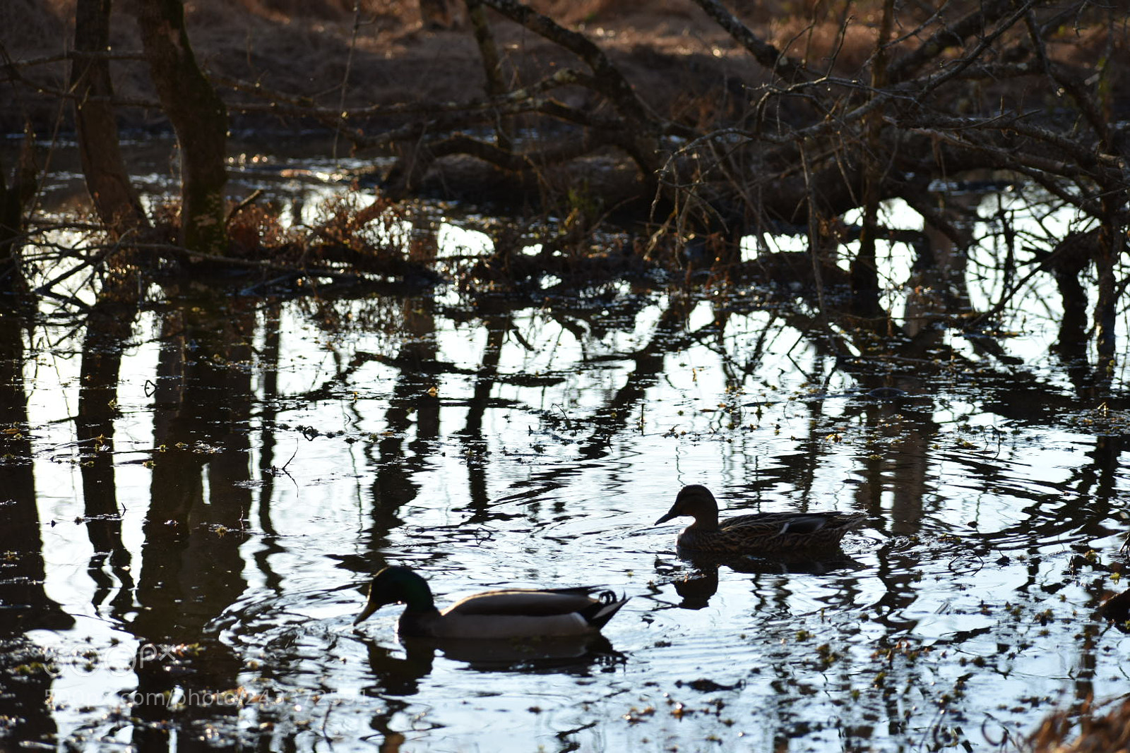 Nikon D3400 sample photo. Untitled photography