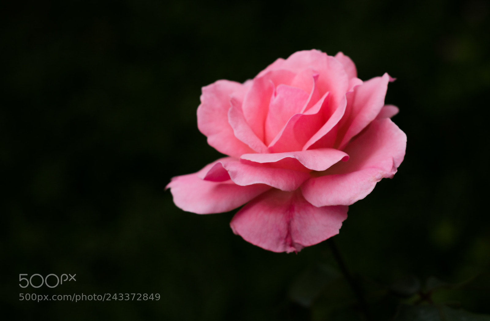 Canon EOS 750D (EOS Rebel T6i / EOS Kiss X8i) sample photo. Untitled photography