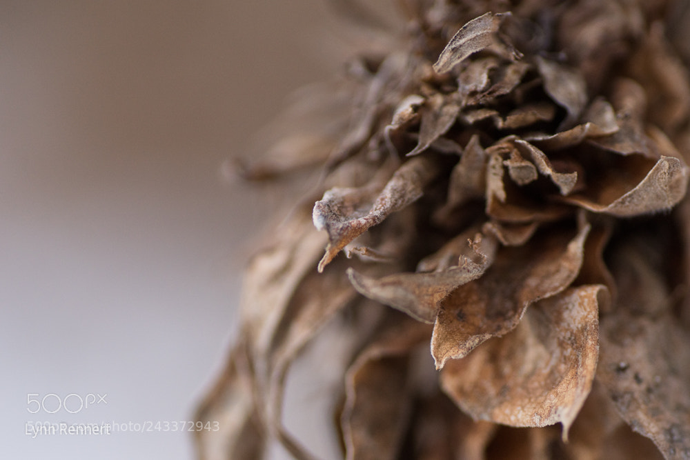 Sony ILCA-77M2 sample photo. Winterized photography