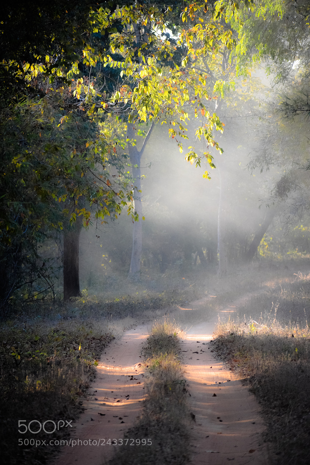 Nikon D3400 sample photo. Morning fog.!! photography