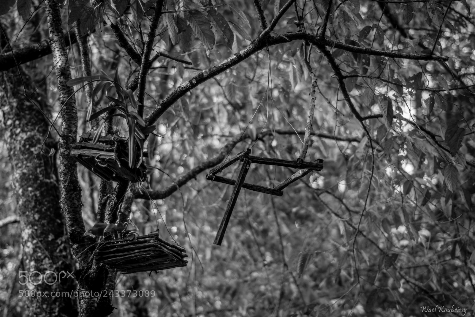 Nikon D5500 sample photo. The hanging woods photography