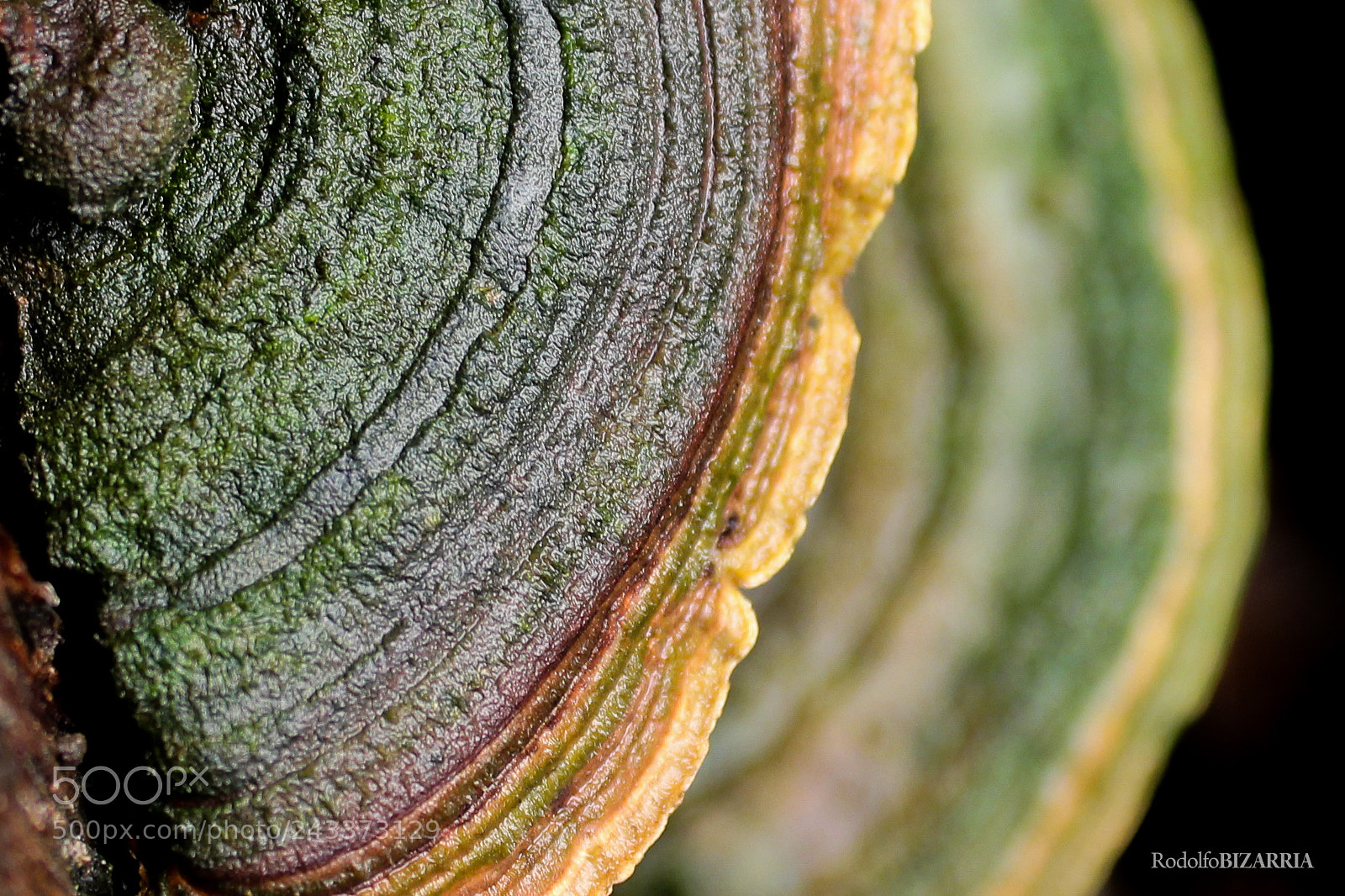 Canon EOS 1200D (EOS Rebel T5 / EOS Kiss X70 / EOS Hi) sample photo. Fungus texture photography