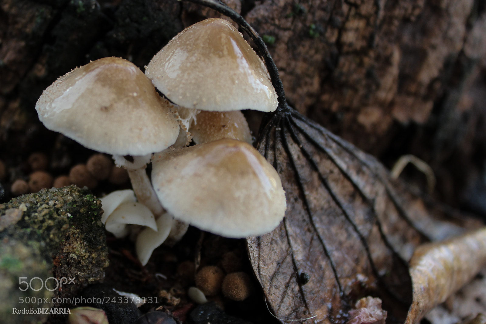 Canon EOS 1200D (EOS Rebel T5 / EOS Kiss X70 / EOS Hi) sample photo. Mushrooms photography