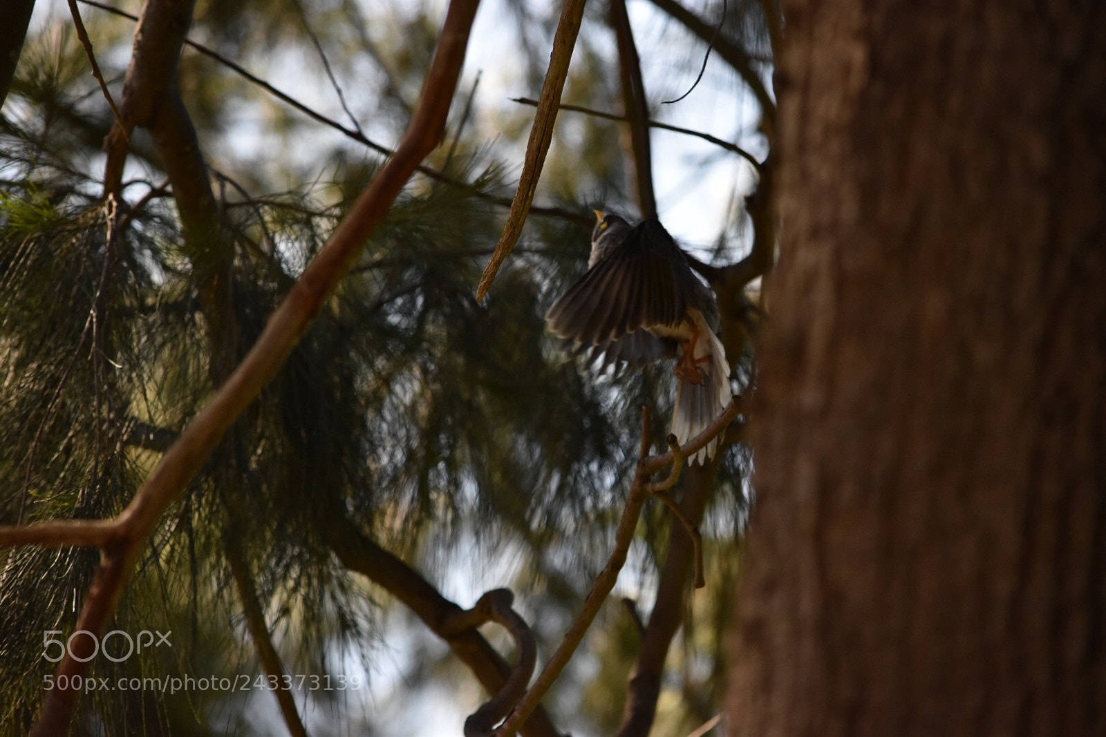 Nikon D5500 sample photo. Wild birds in the photography