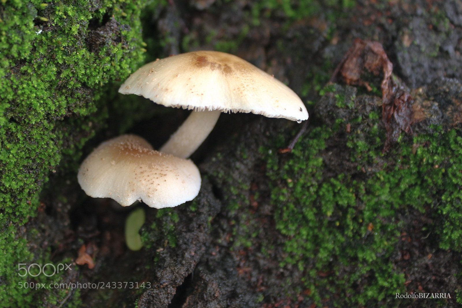 Canon EOS 1200D (EOS Rebel T5 / EOS Kiss X70 / EOS Hi) sample photo. Mushrooms on tree bark photography