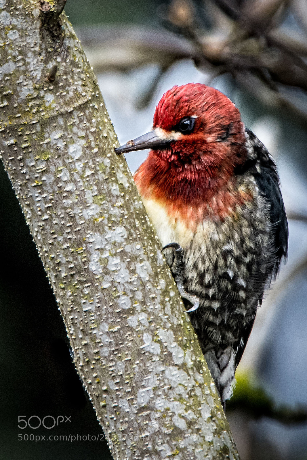 Nikon D500 sample photo. Red breasted sapsucker getting photography
