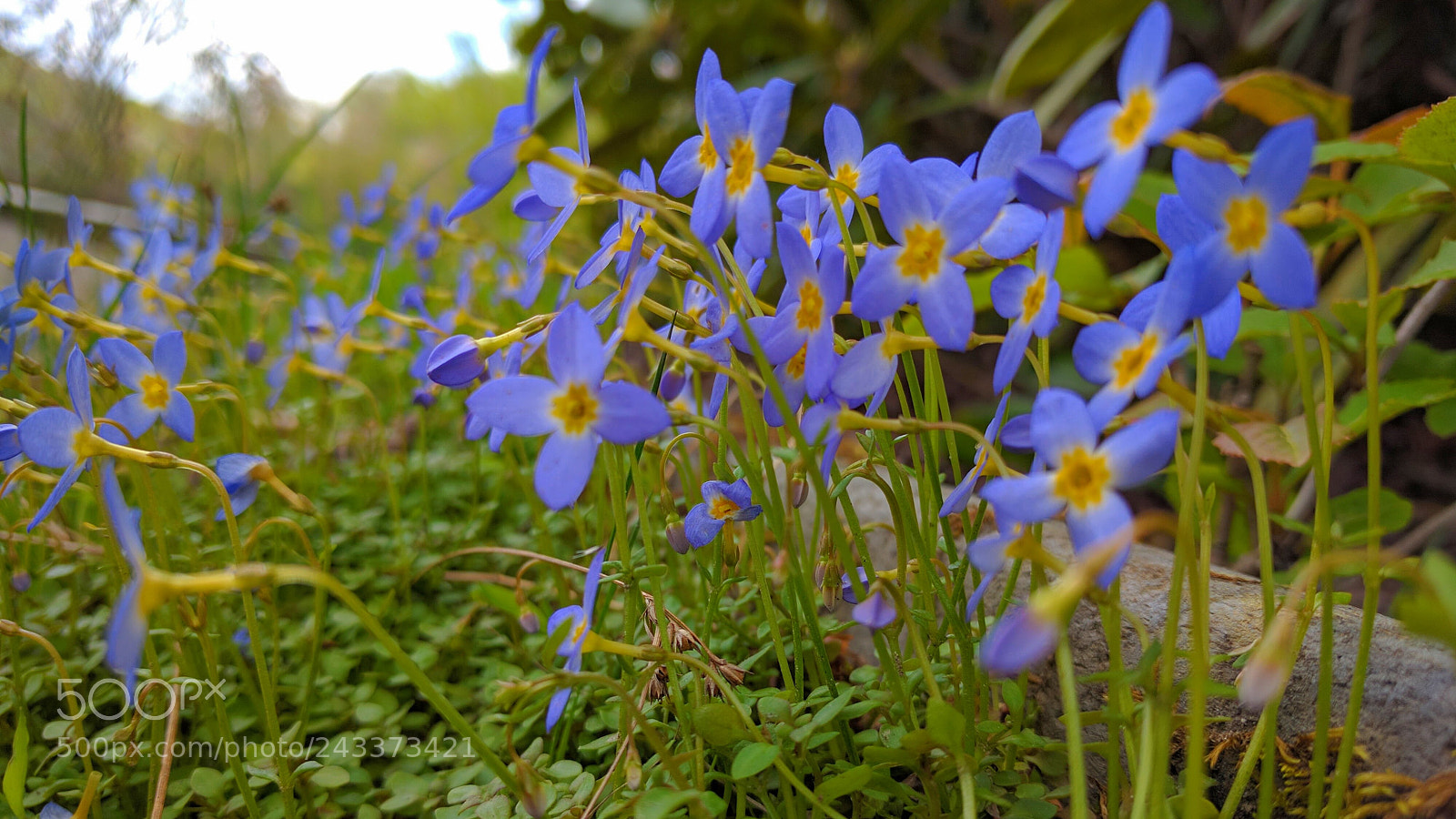 LG Nexus 5X sample photo. Purple flowers photography