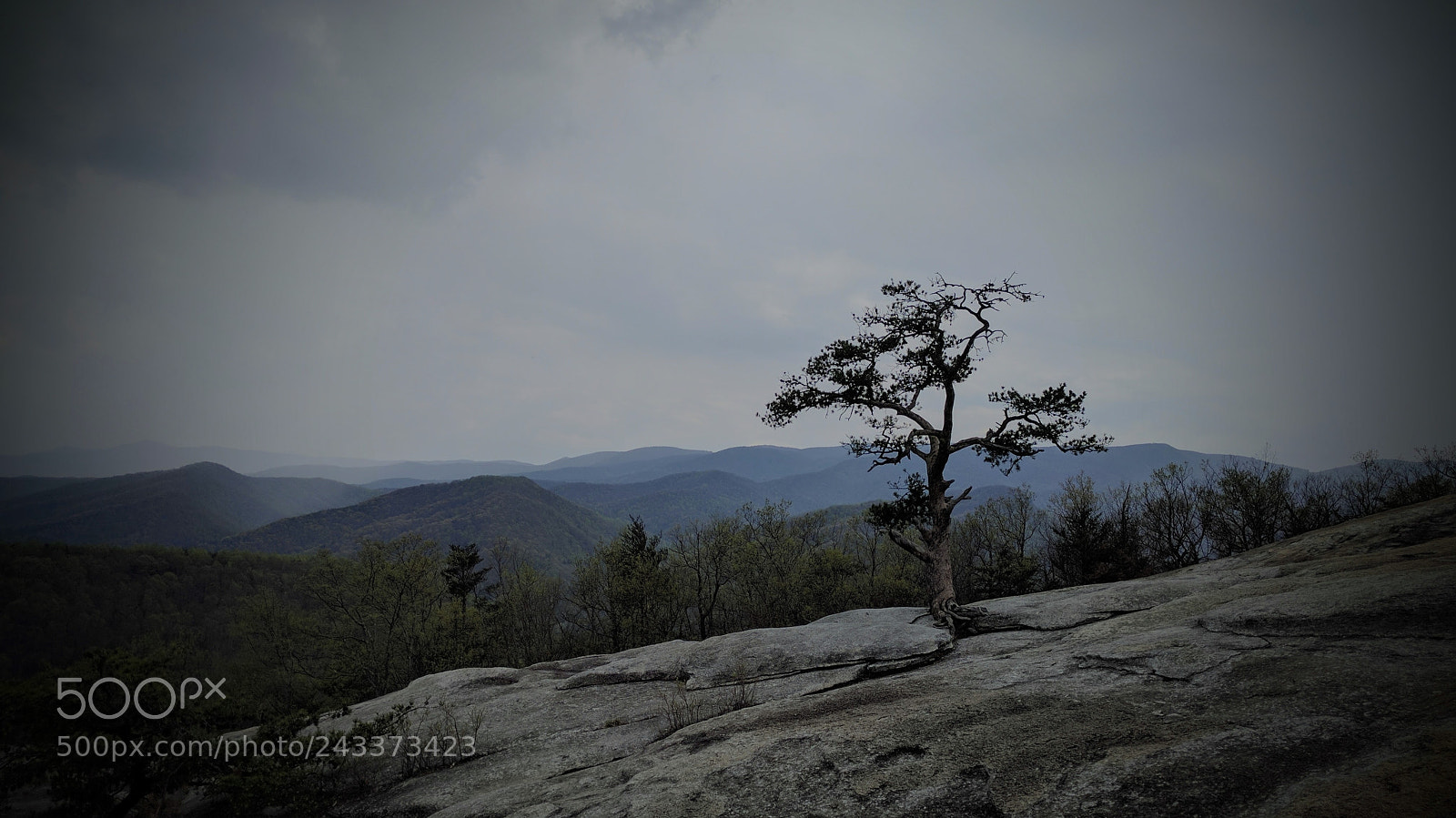 LG Nexus 5X sample photo. Mountain tree photography