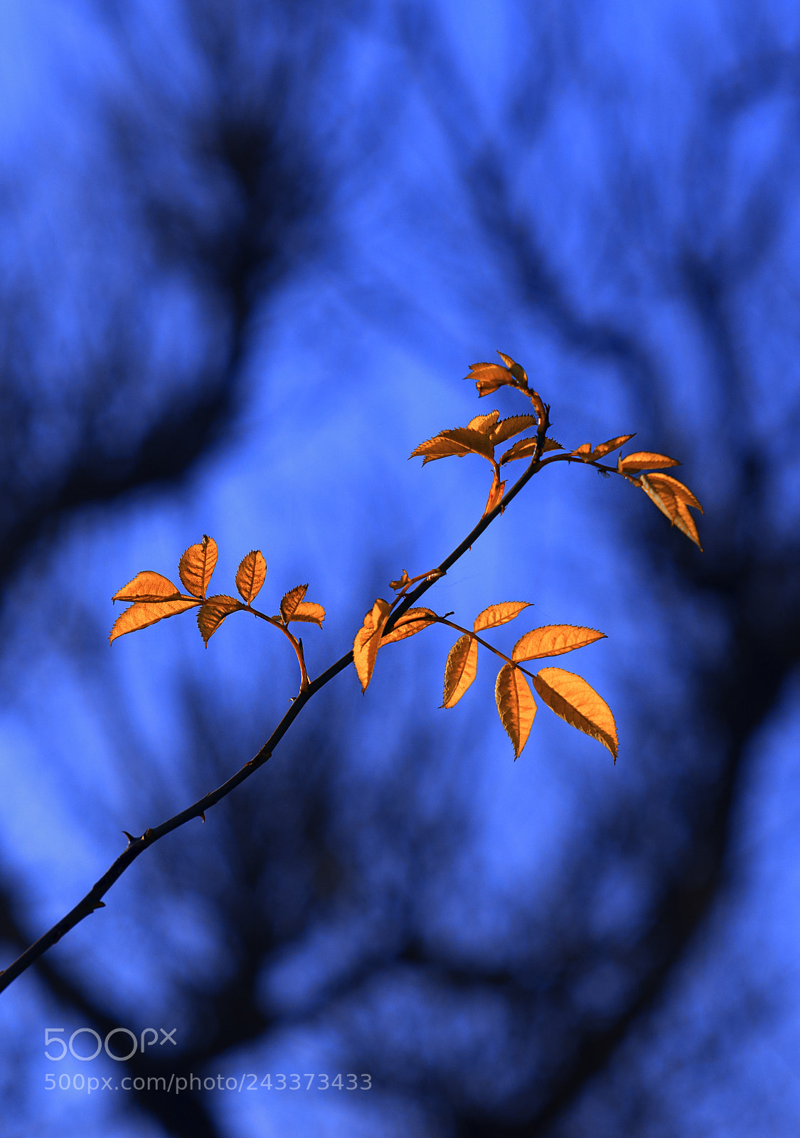 Nikon D610 sample photo. Autumn leaves photography