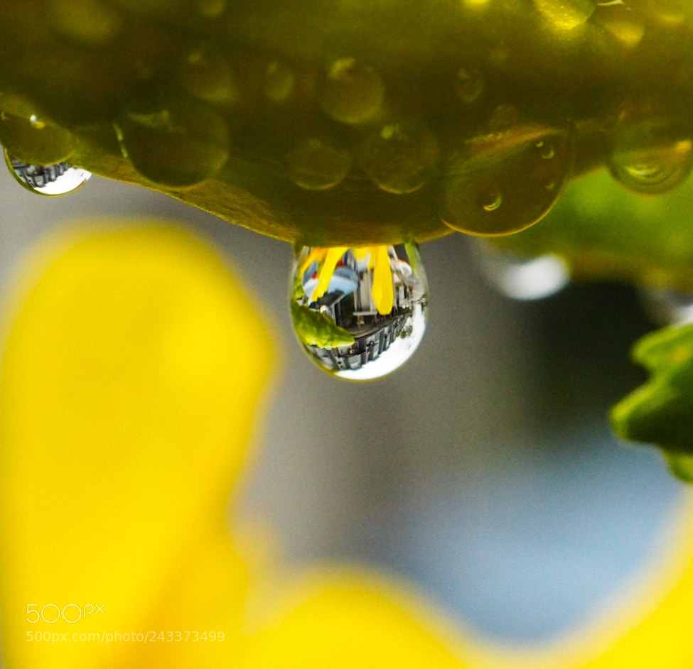 Olympus PEN E-PL7 sample photo. Droplet photography