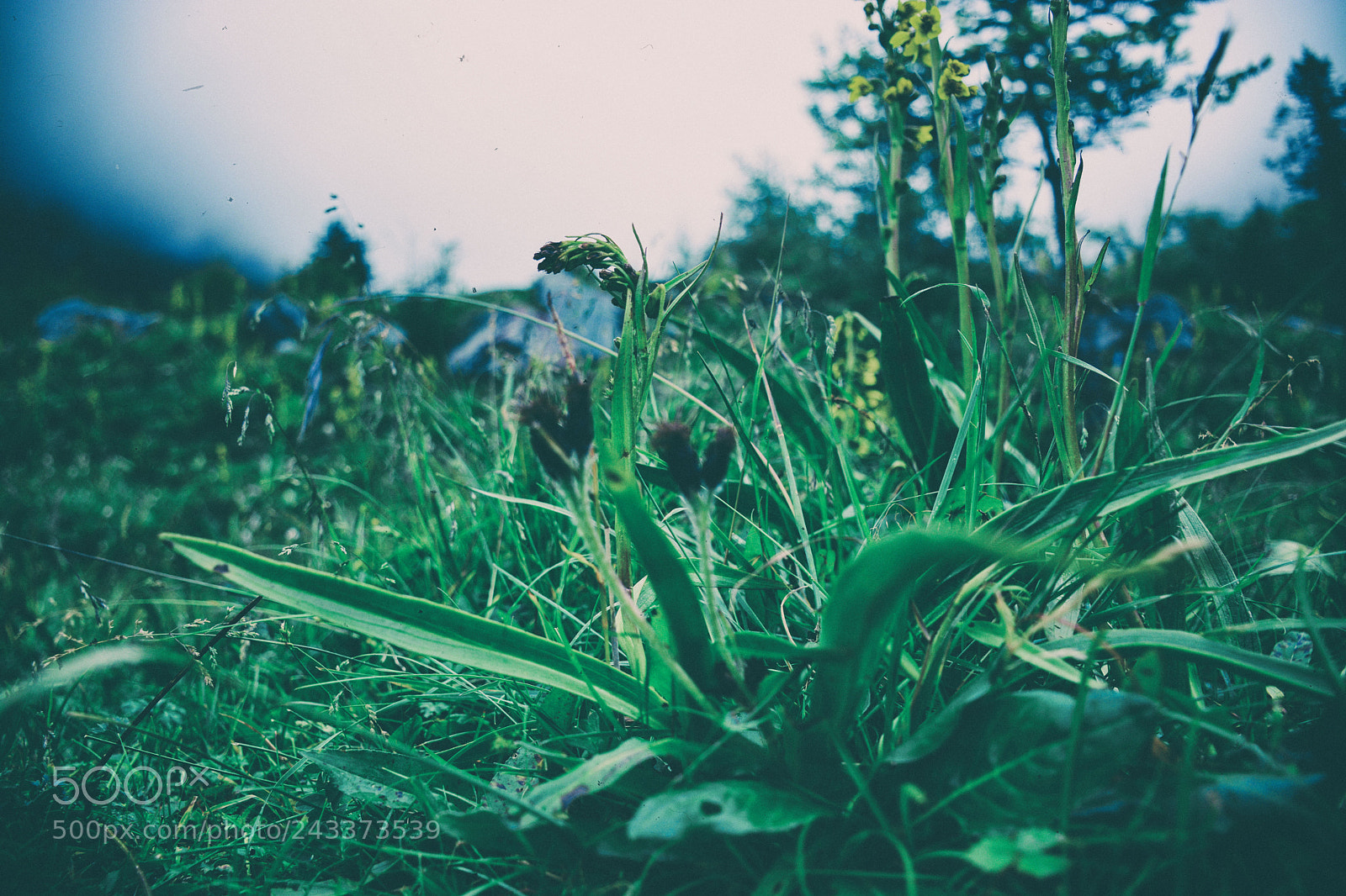 Nikon D7100 sample photo. Untitled photography