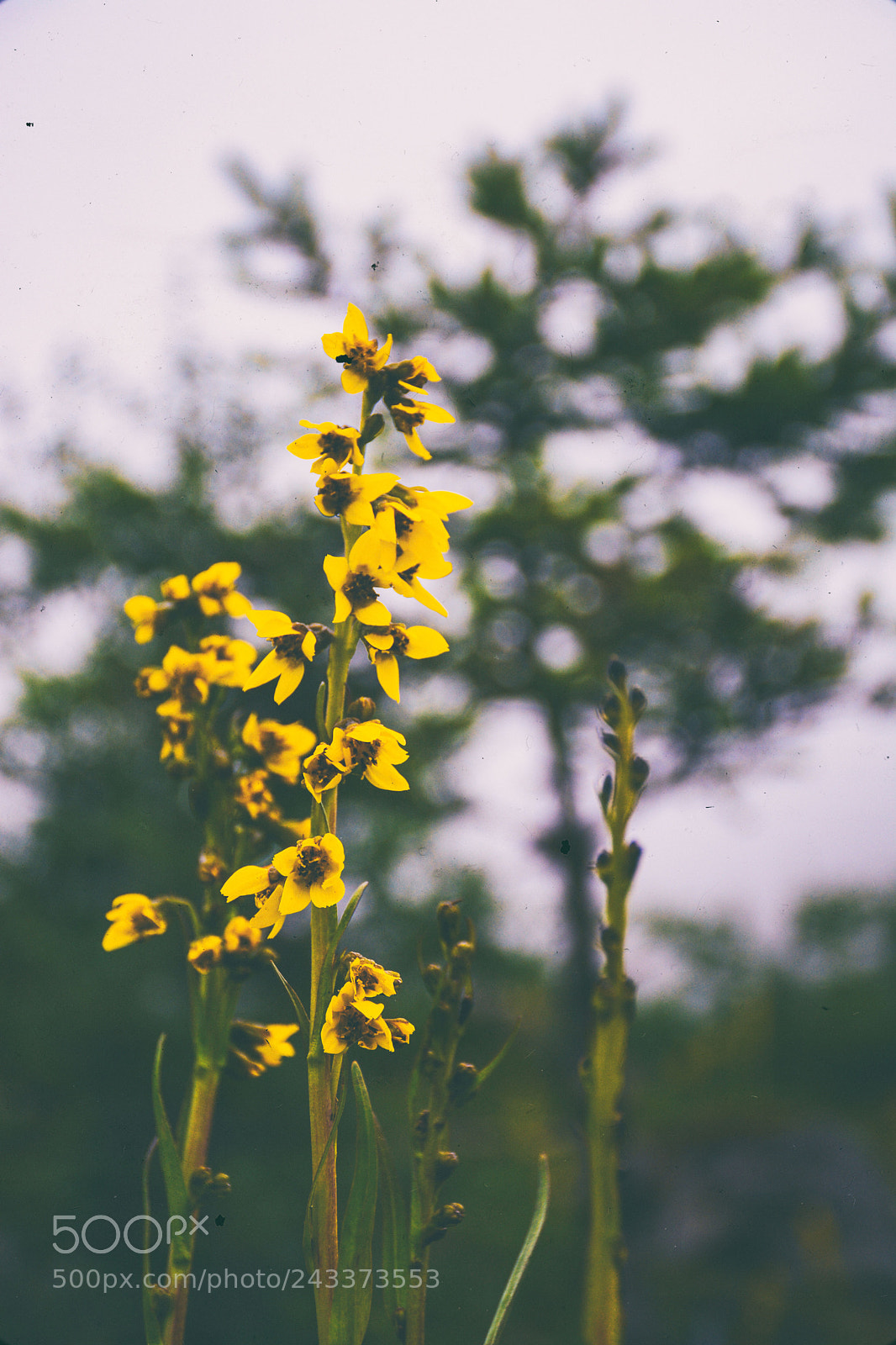 Nikon D7100 sample photo. Untitled photography