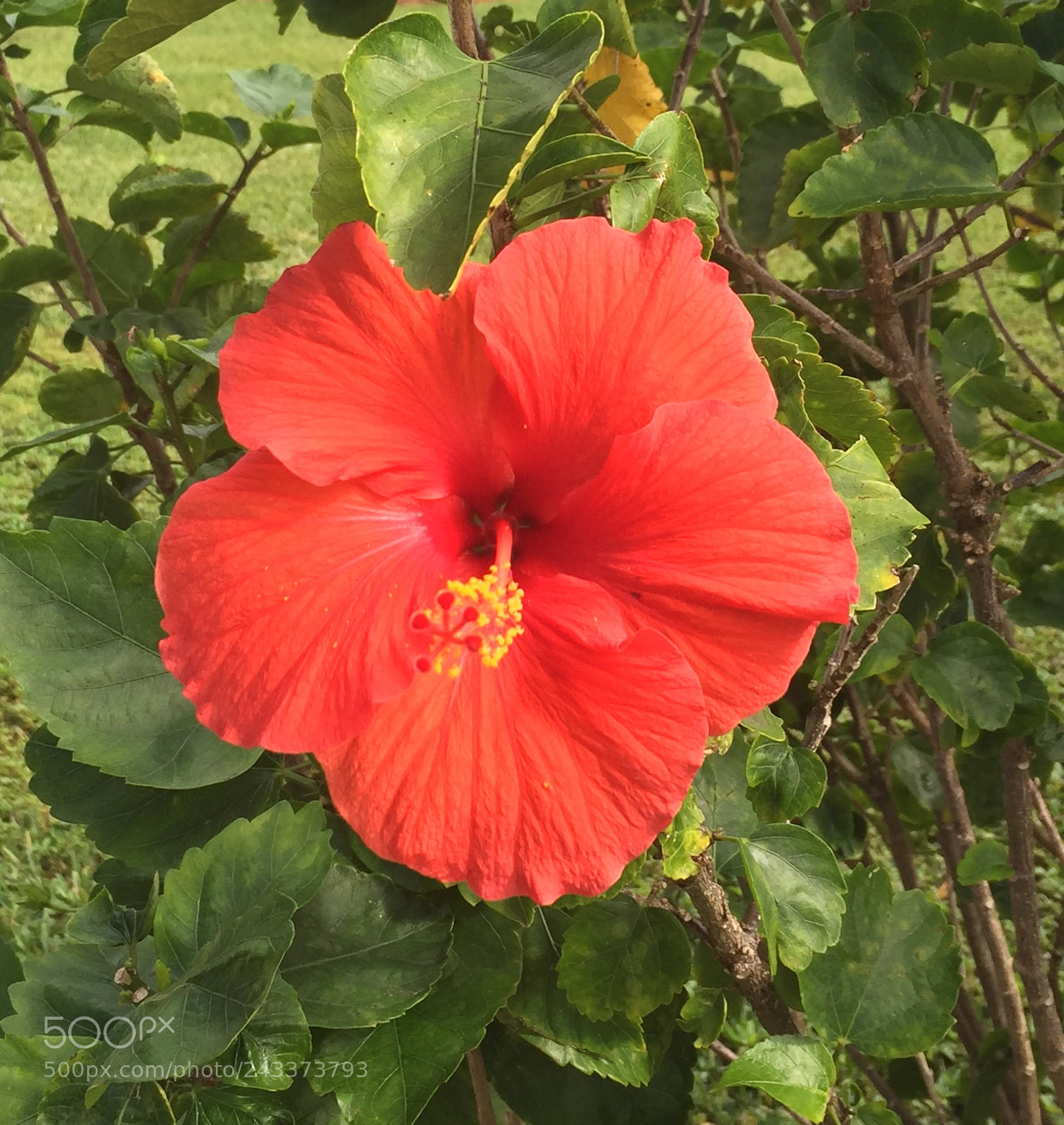 Apple iPhone 6 sample photo. Open wide photography