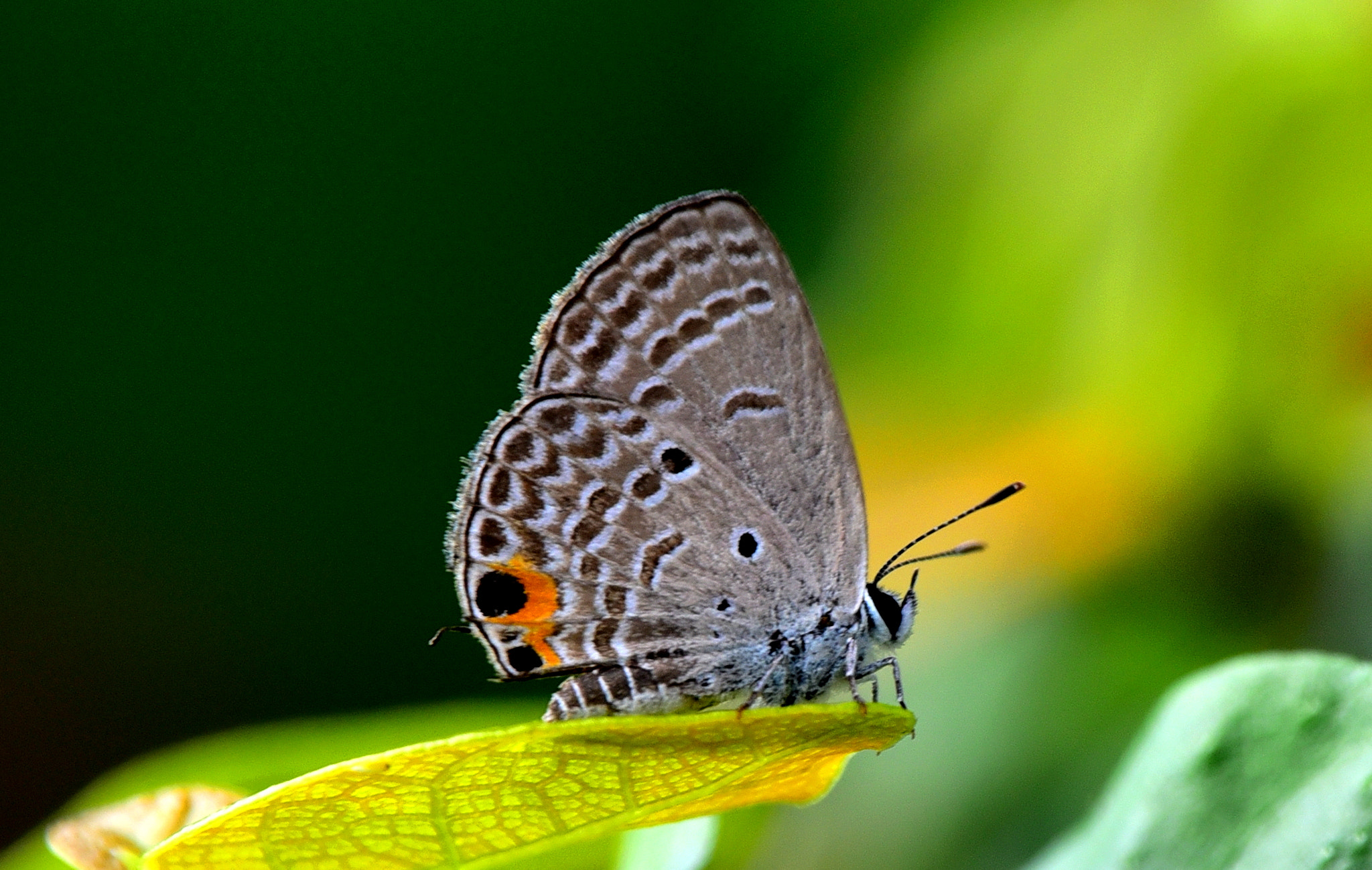 Nikon Nikkor AF-S 300mm F4E PF ED VR sample photo. Butterfly on a leaf photography
