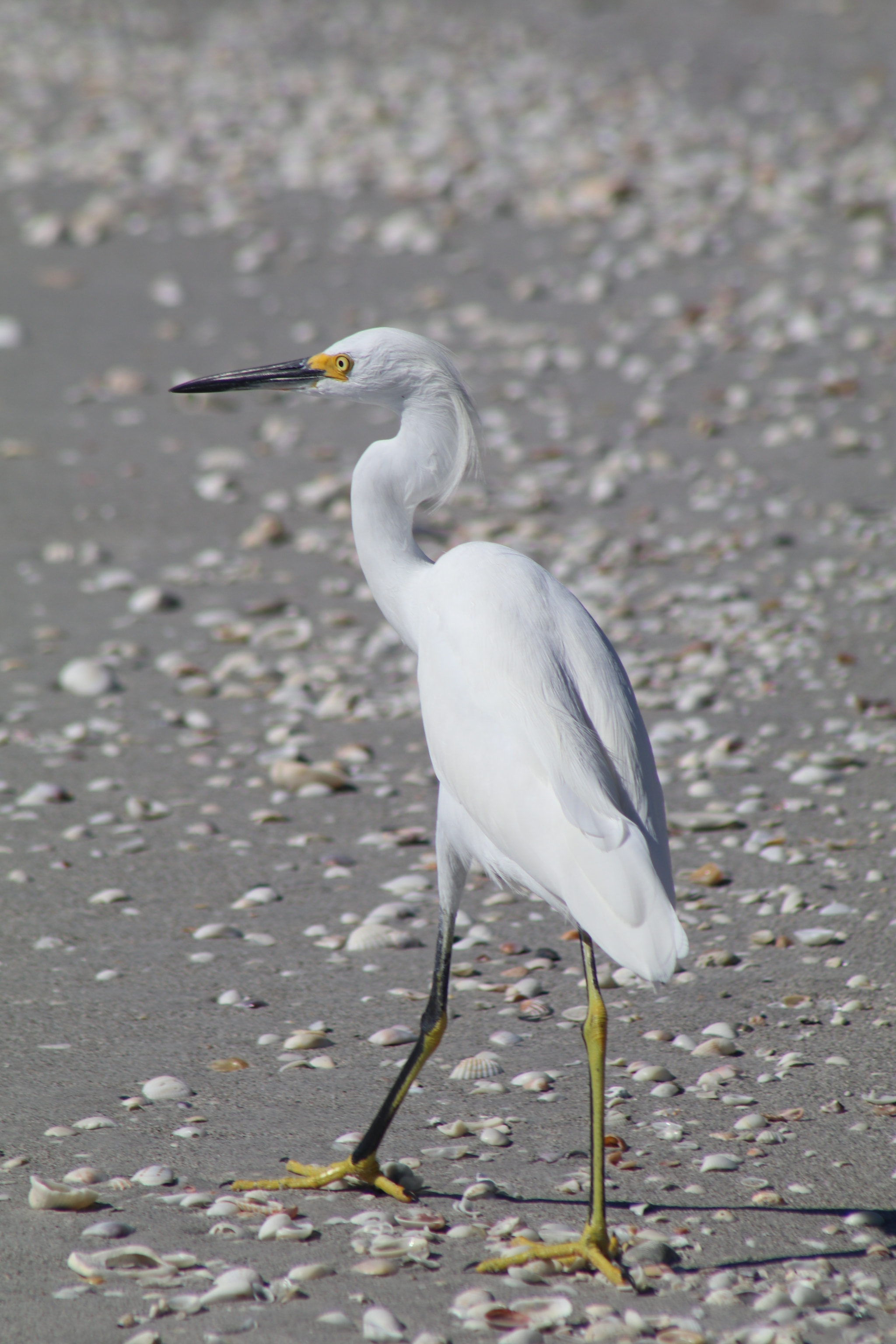 EF75-300mm f/4-5.6 sample photo. Stroll in the sand photography