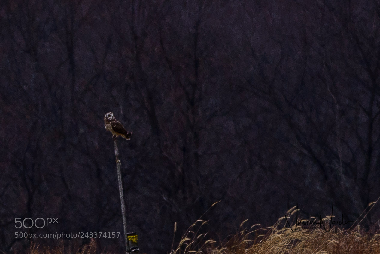 Nikon D800 sample photo. Short eared owl photography