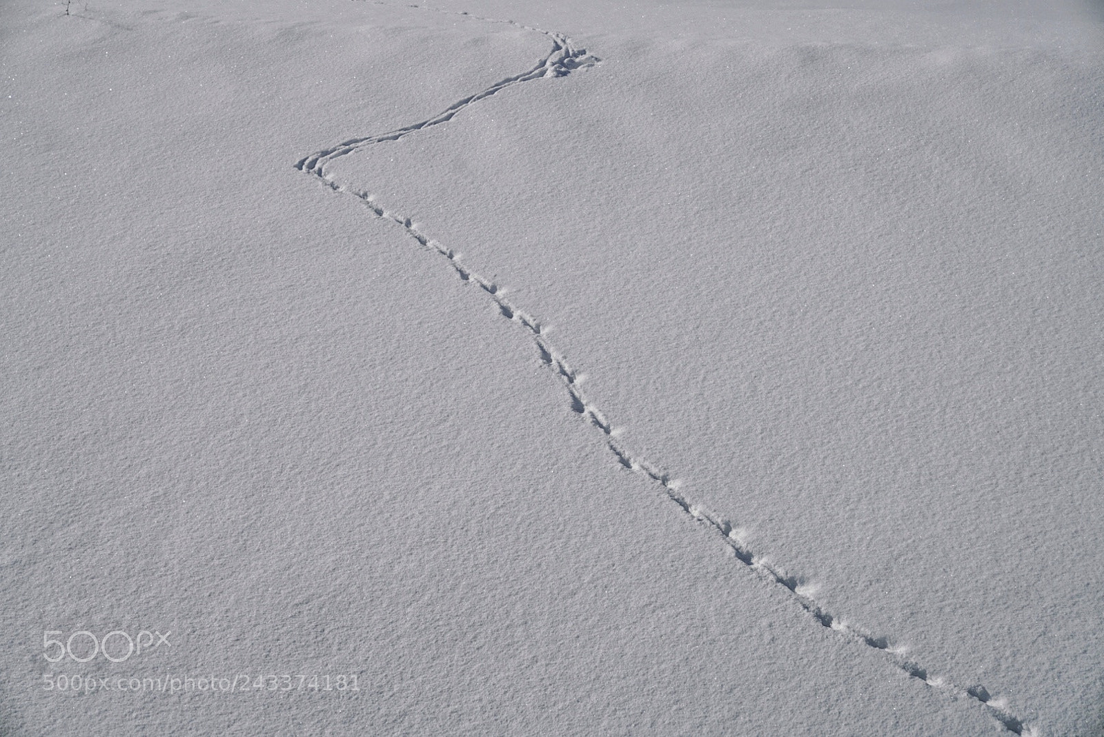 Sony a7R II sample photo. Paw prints photography