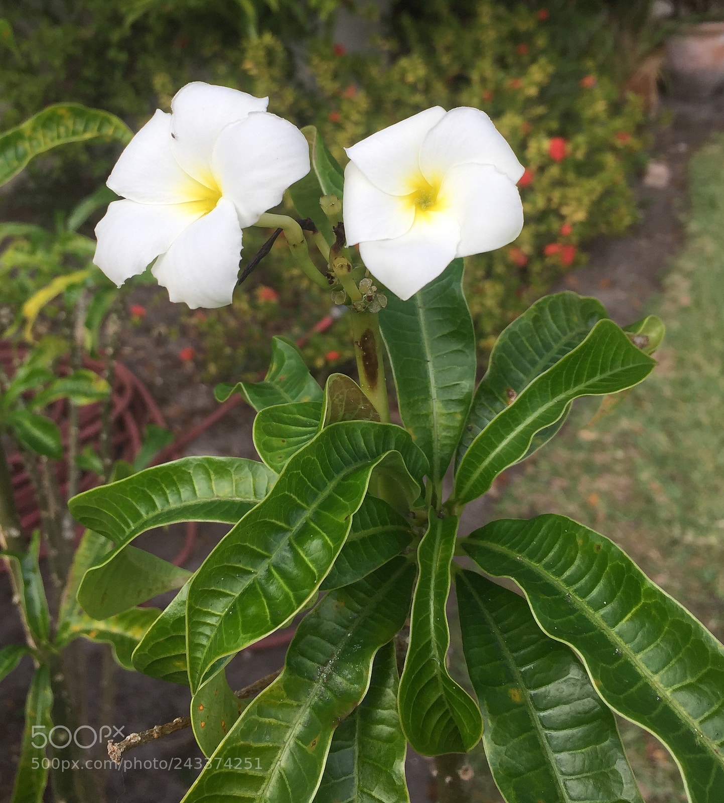 Apple iPhone 6 sample photo. Wow ! photography