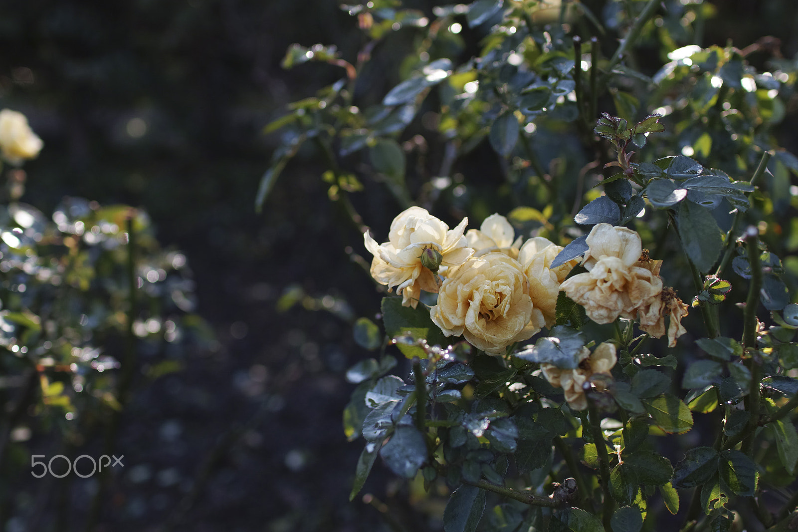 Sigma sd Quattro sample photo. Winter rose _ sdq_0261-105 photography
