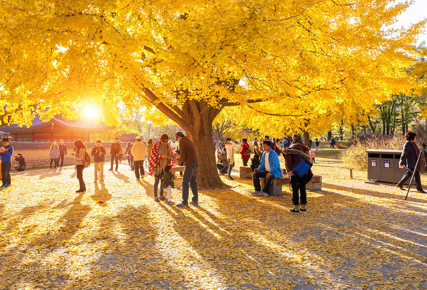 Canon EOS 5D sample photo. Autumn leaves photography