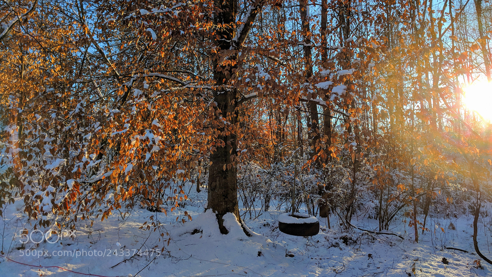 LG Nexus 5X sample photo. Tree swing photography