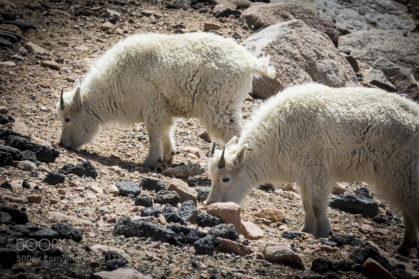 Nikon D7100 sample photo. Rocky mountain goats photography