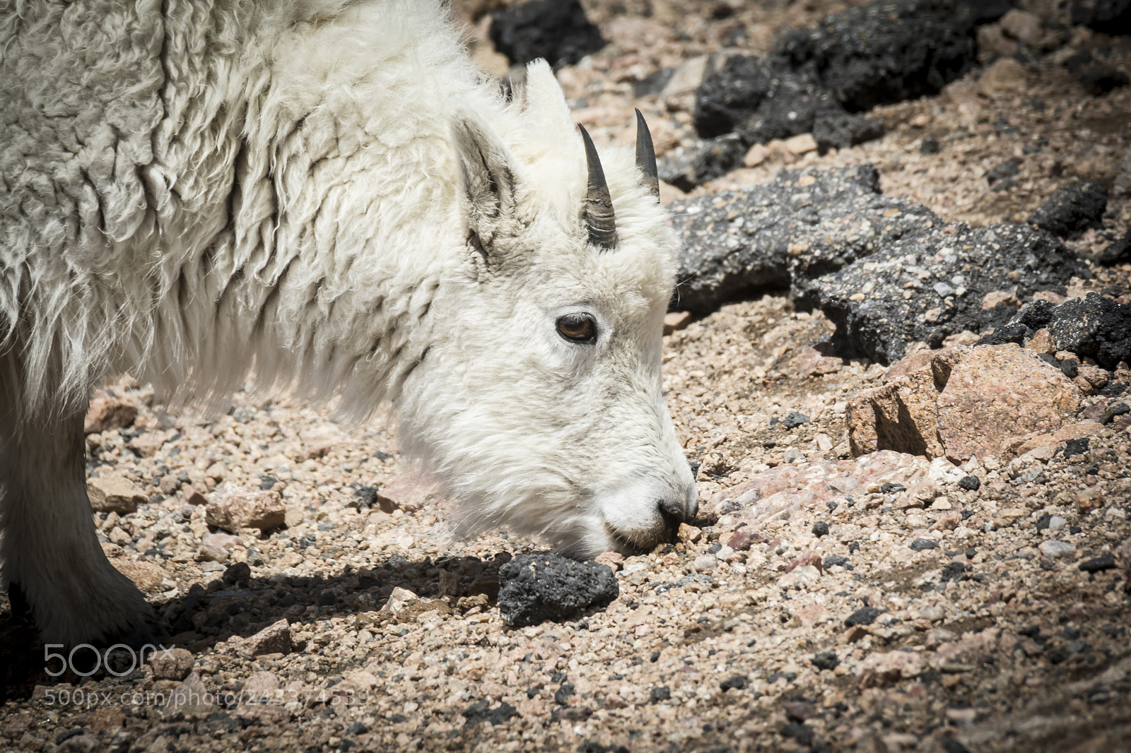 Nikon D7100 sample photo. Rocky mountain goat photography