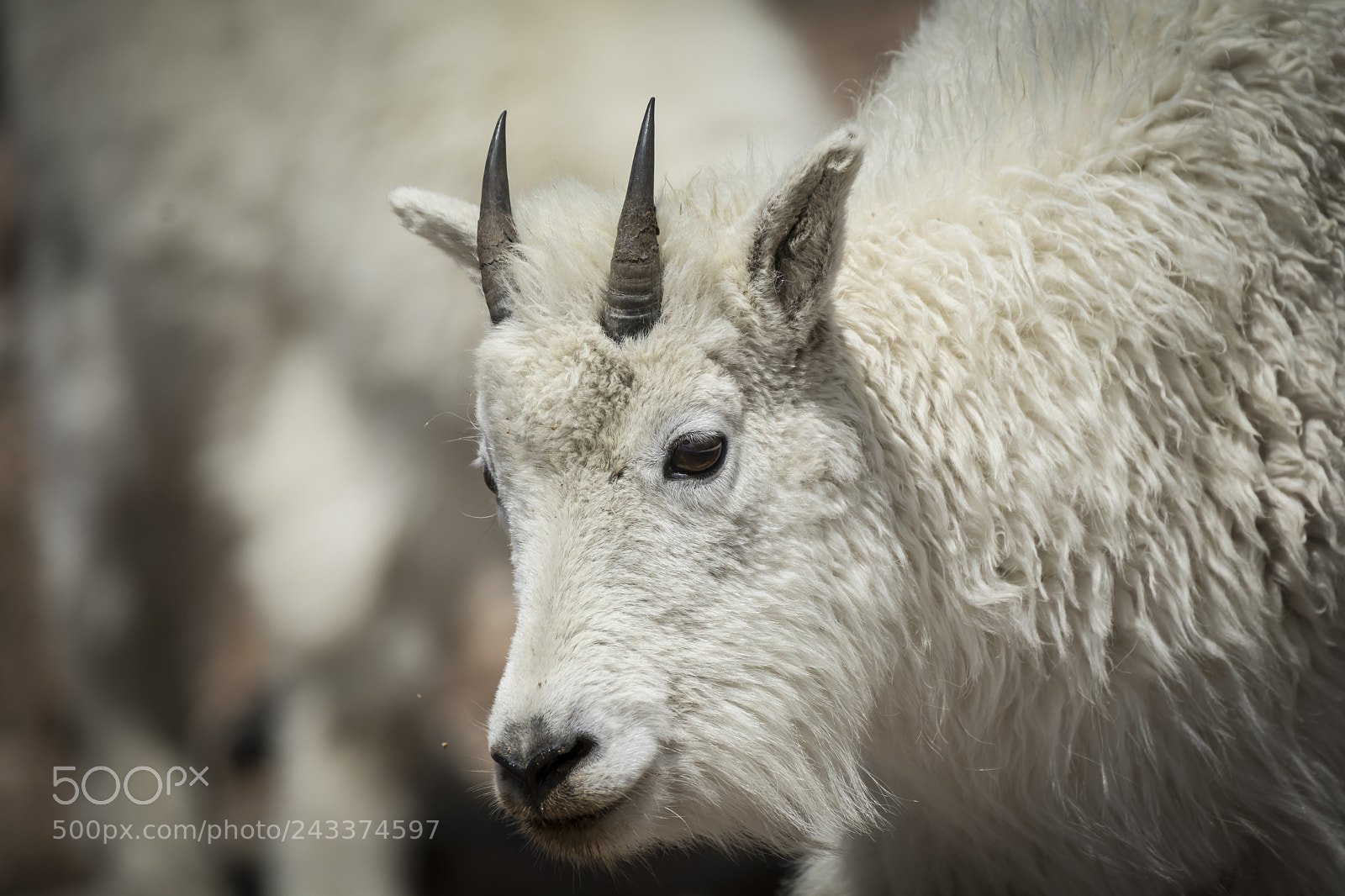 Nikon D7100 sample photo. Rocky mountain goat photography