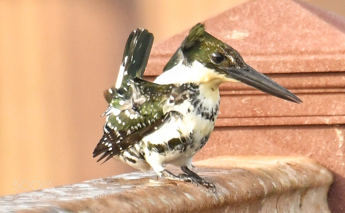 Nikon D500 sample photo. Green kingfisher wings photography