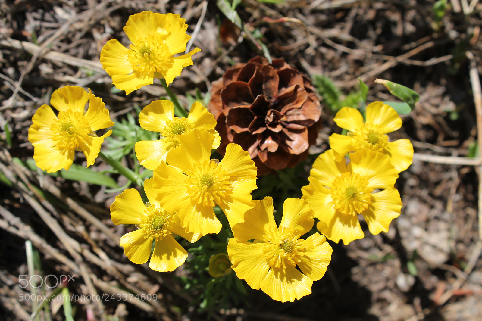 Canon EOS 1100D (EOS Rebel T3 / EOS Kiss X50) sample photo. Yellow and pinecone photography