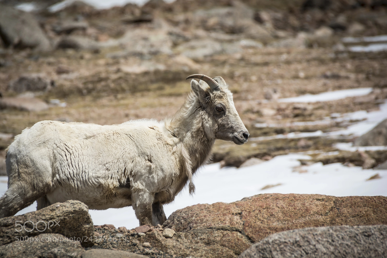 Nikon D7100 sample photo. Bighorn sheep female photography
