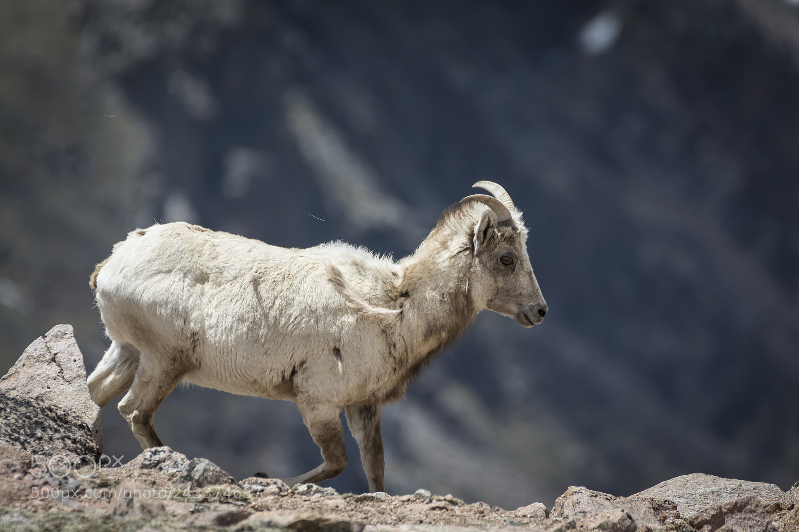 Nikon D7100 sample photo. Bighorn mountain sheep female photography