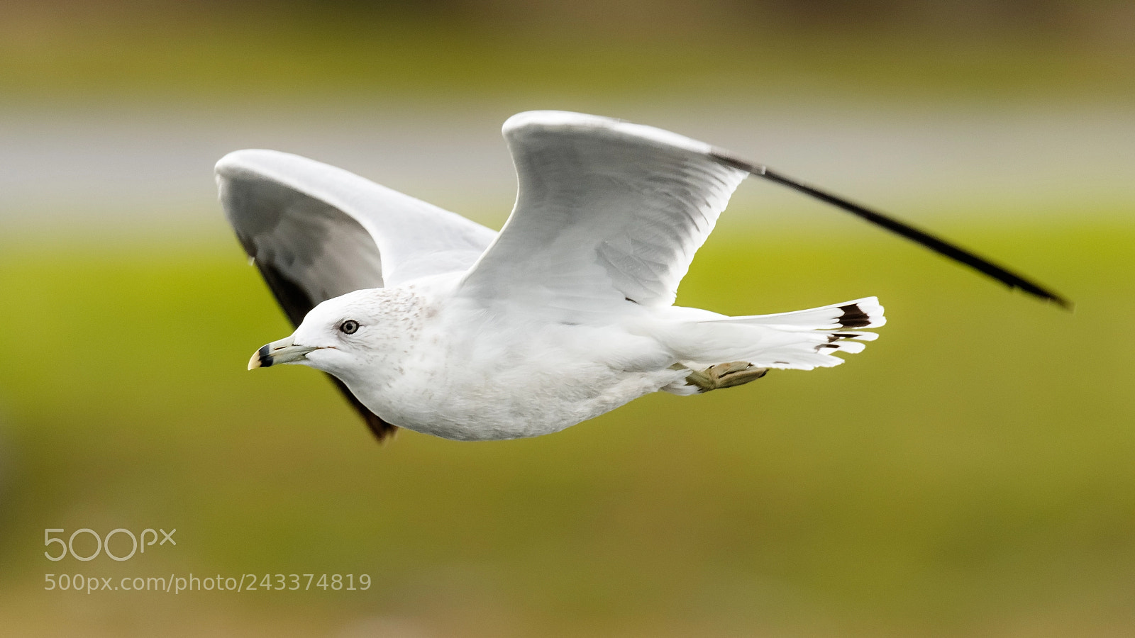 Canon EOS 7D Mark II sample photo. Fly by photography