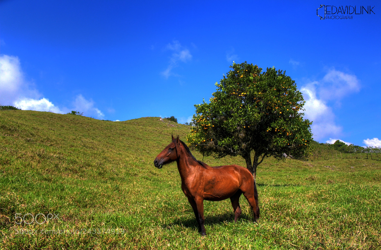 Canon EOS 1200D (EOS Rebel T5 / EOS Kiss X70 / EOS Hi) sample photo. Horse photography