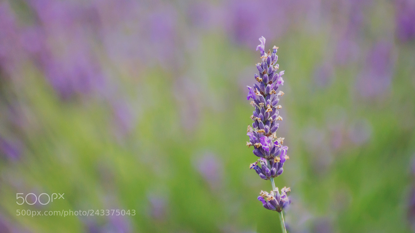 Nikon D7100 sample photo. Just lavender photography
