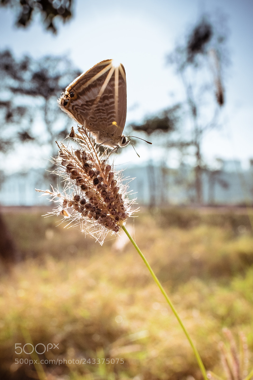 Fujifilm X-T2 sample photo. Little sunshine photography