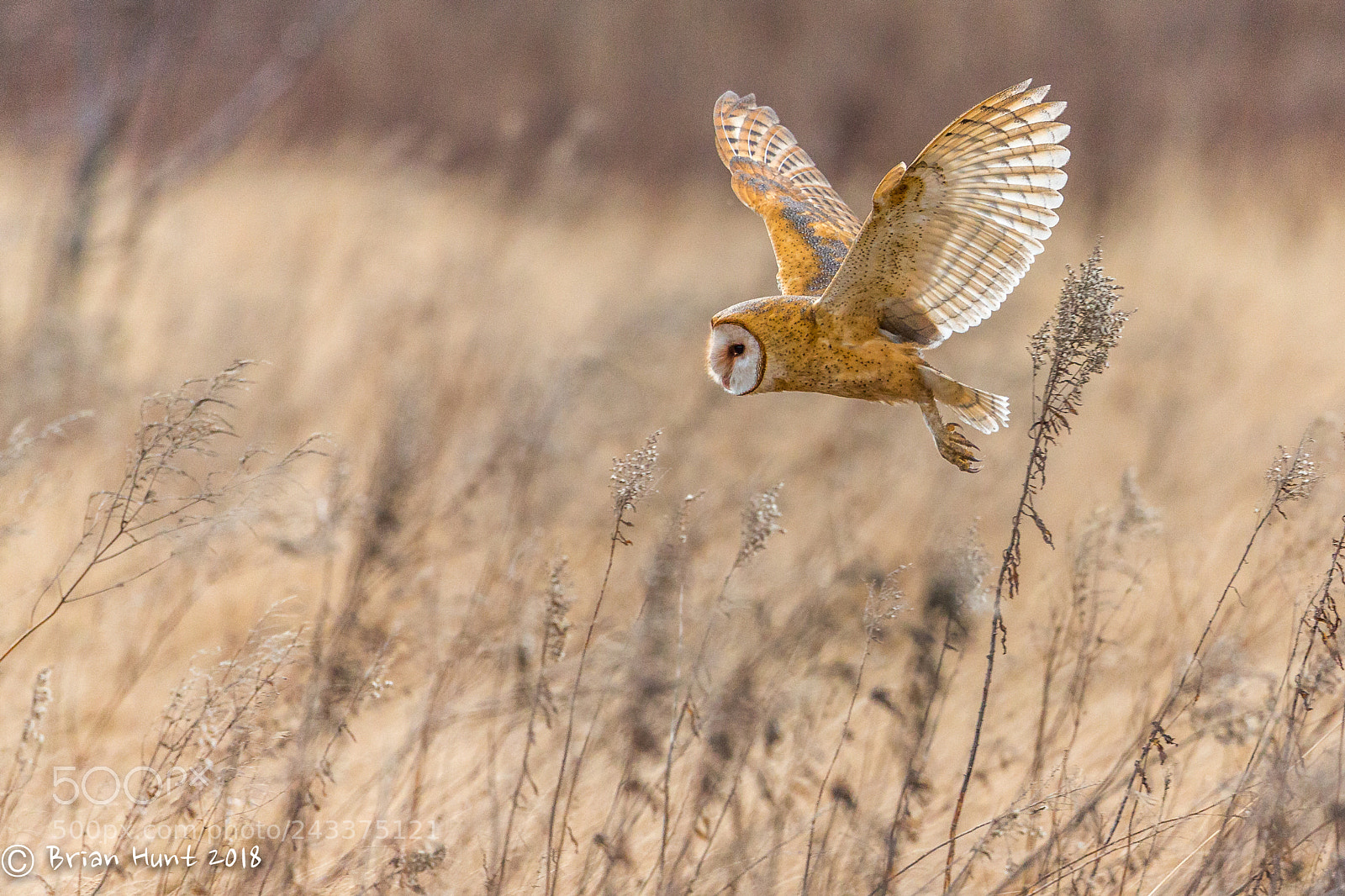 Canon EOS-1D X sample photo. Hunting barn owl photography