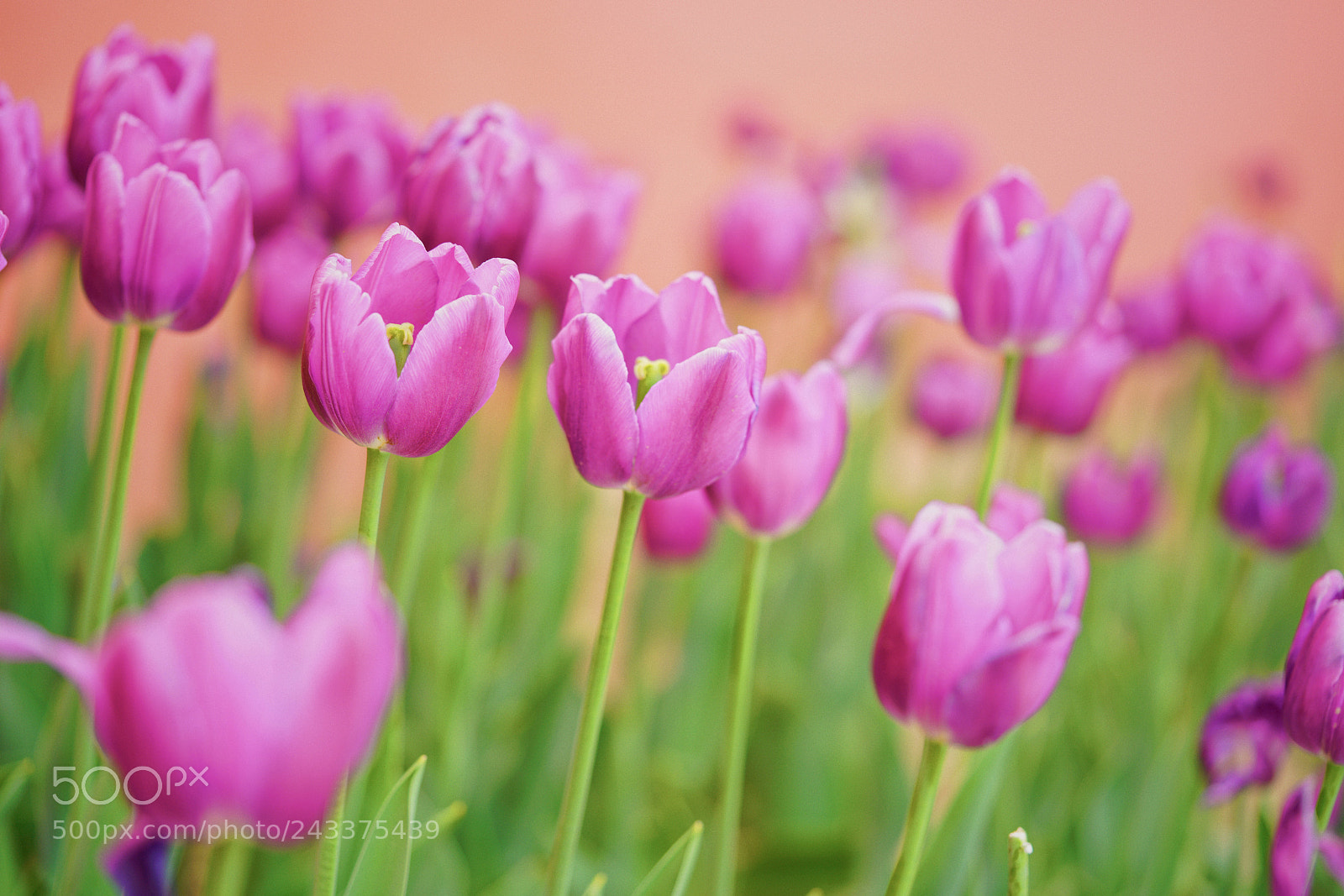 Sony a7R II sample photo. Untitled photography