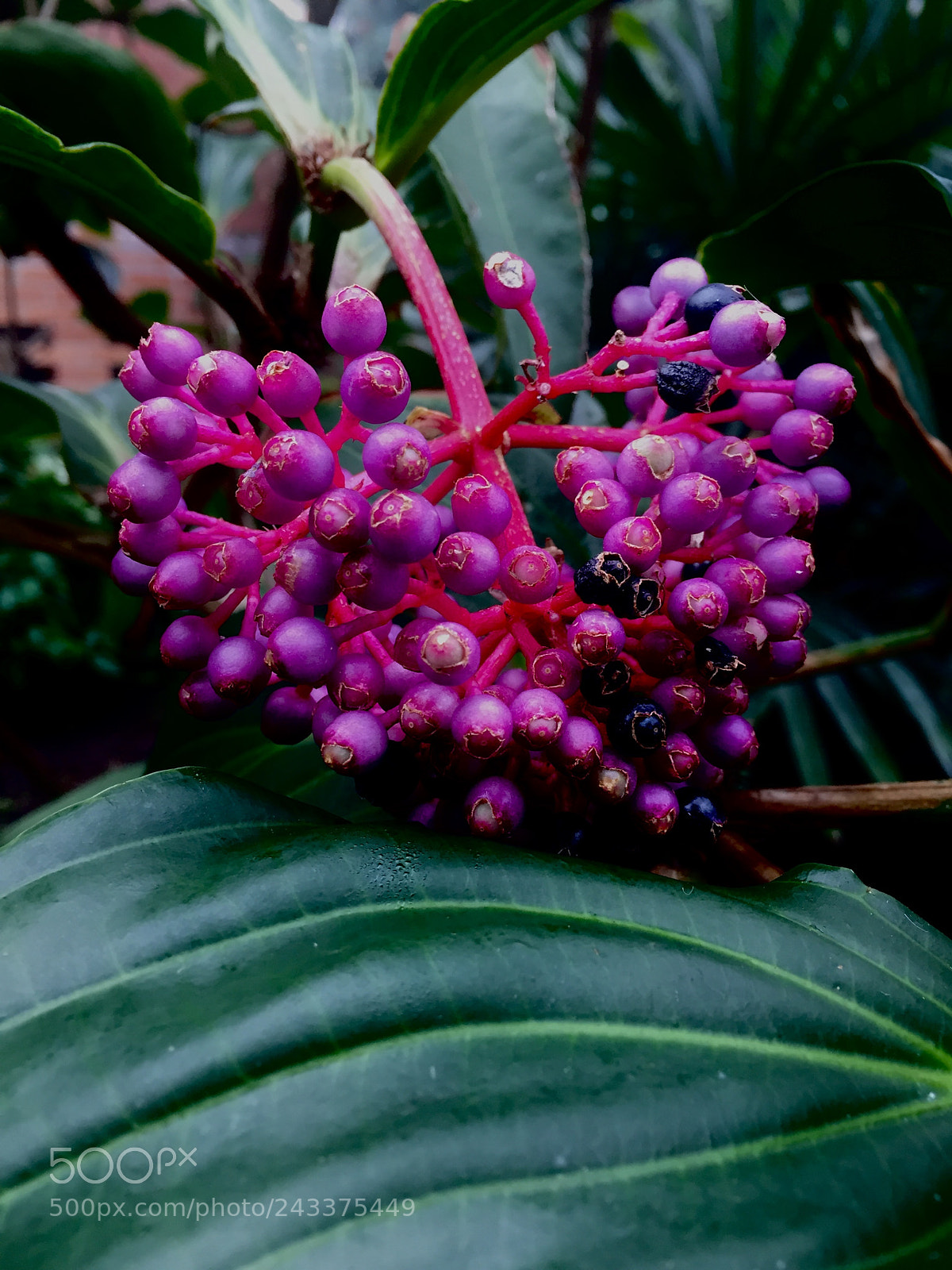 Apple iPhone 6 sample photo. Striking comparisons of hues ~ photography