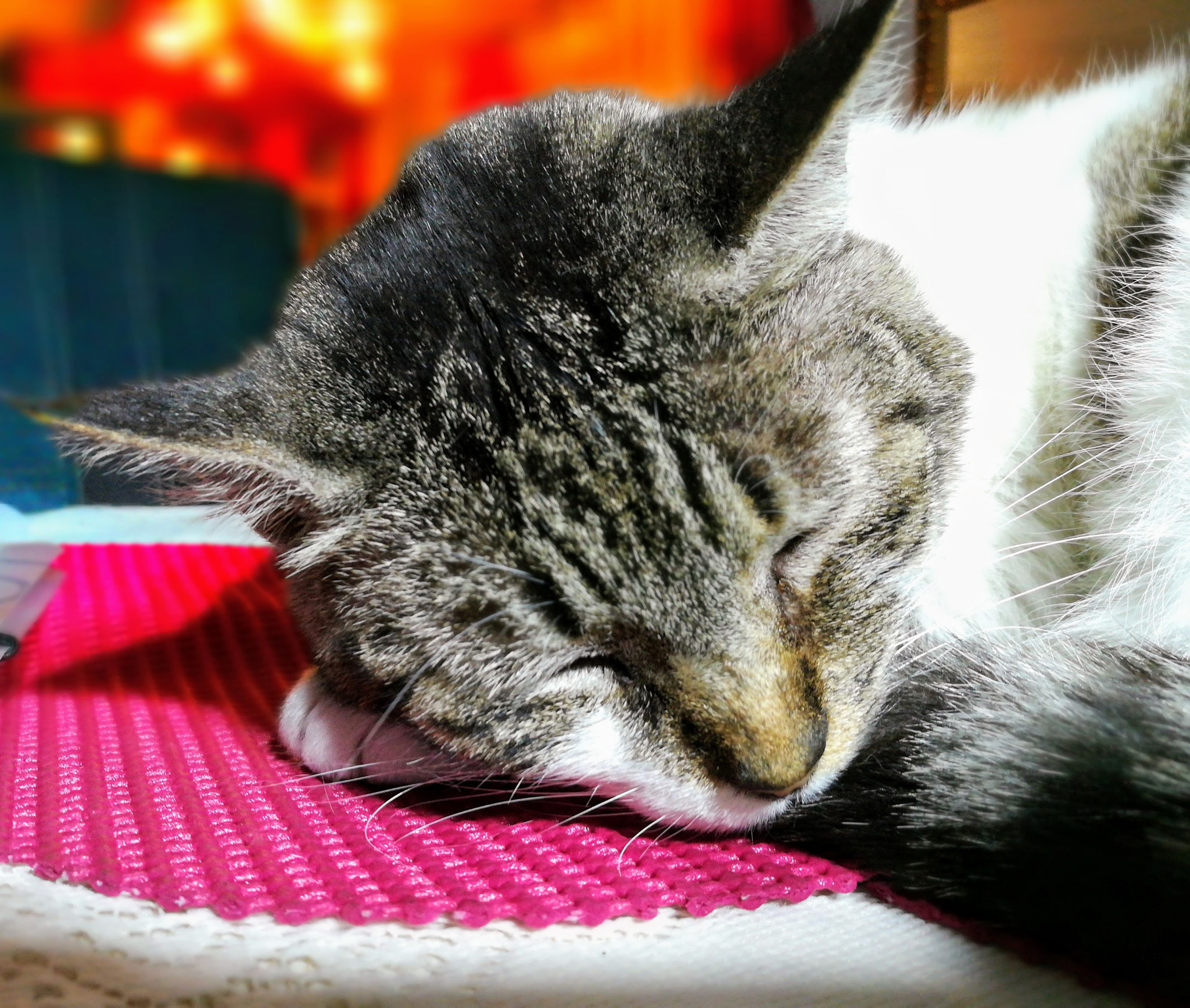 HUAWEI MATE 9 LITE sample photo. Relaxed cat photography