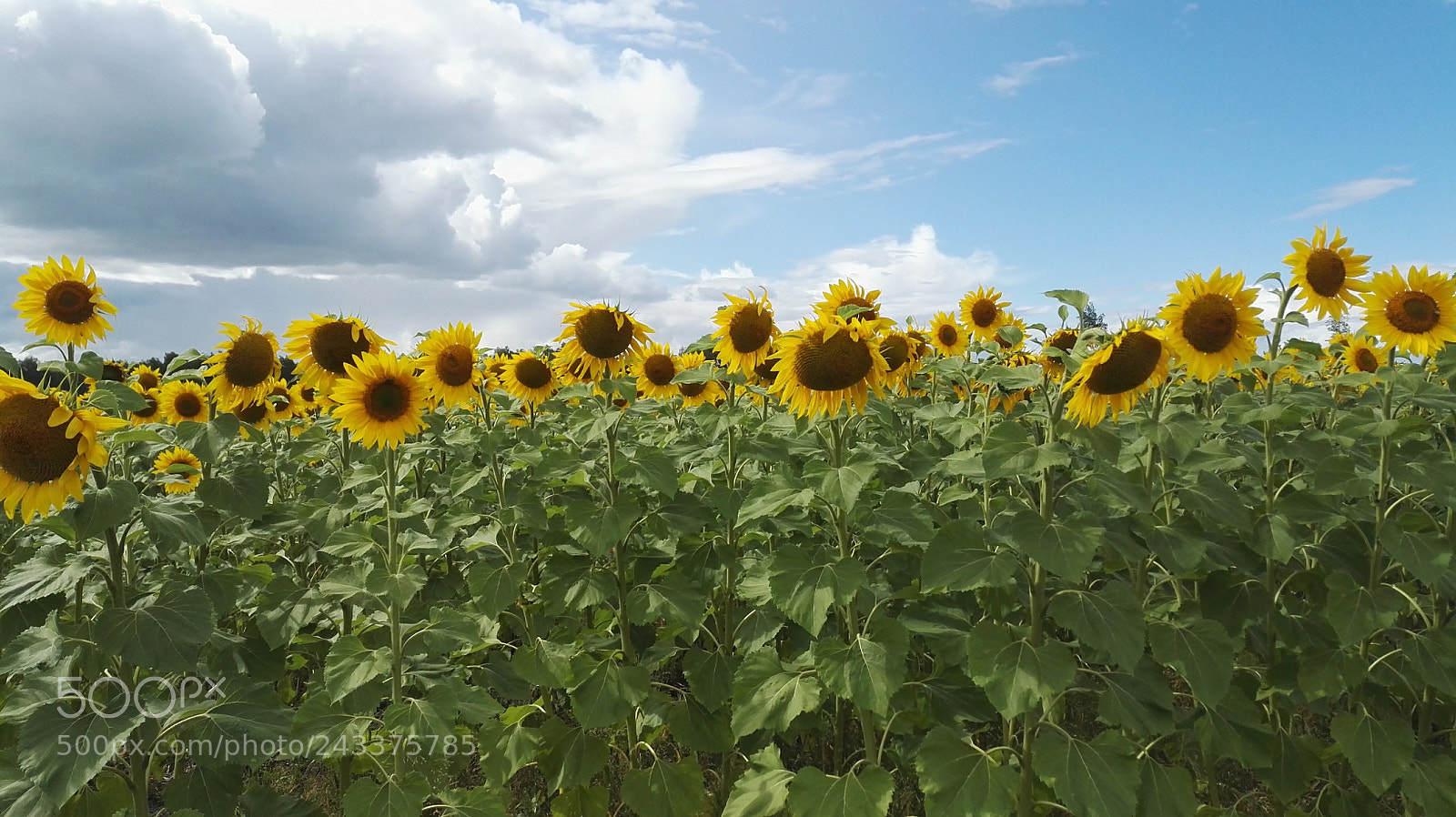 HUAWEI Honor 7 sample photo. Dav photography