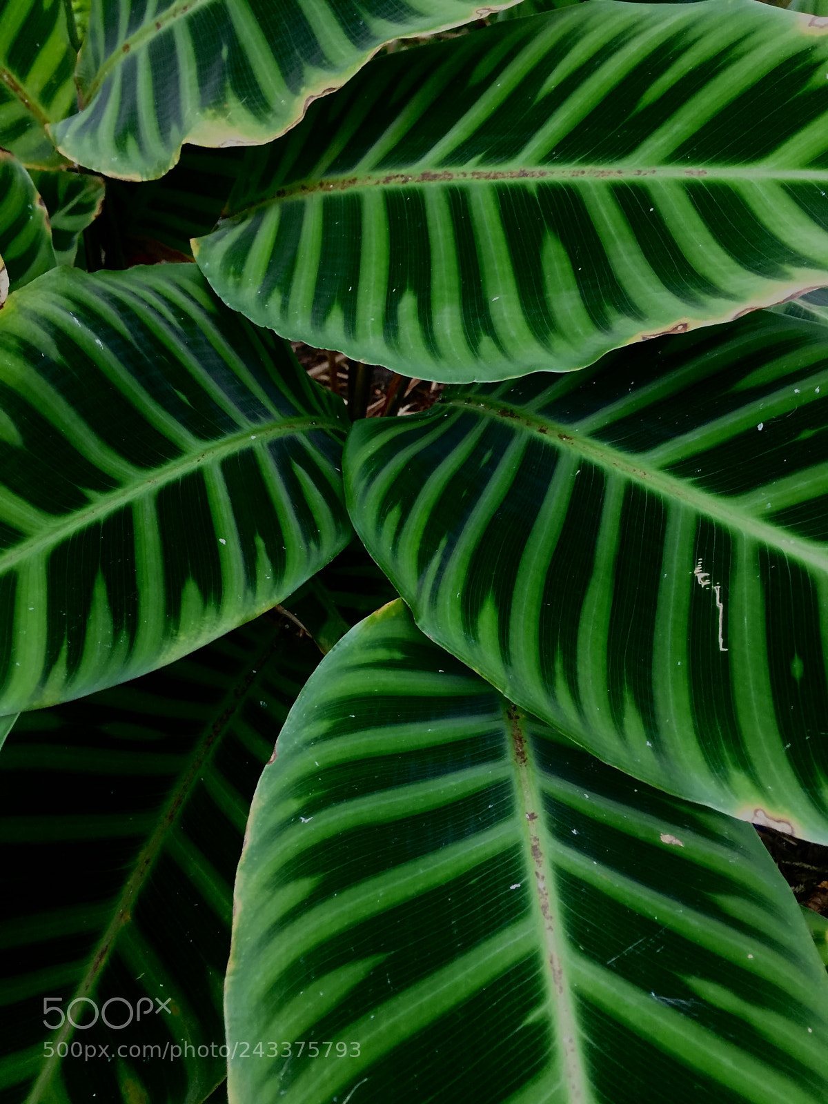 Apple iPhone 6 sample photo. Leaves of green ~ photography
