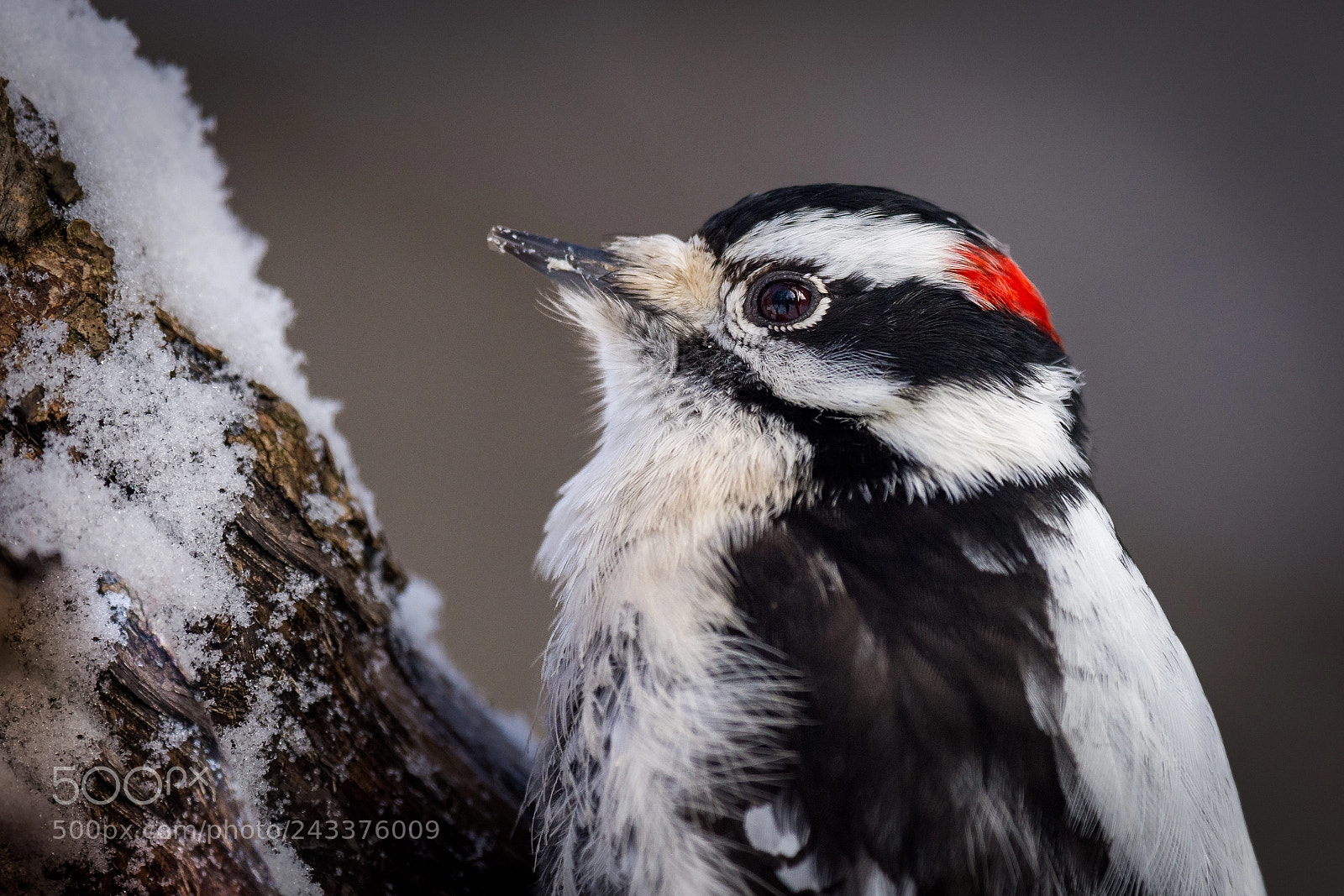 Nikon D7200 sample photo. Woodpecker portrait photography