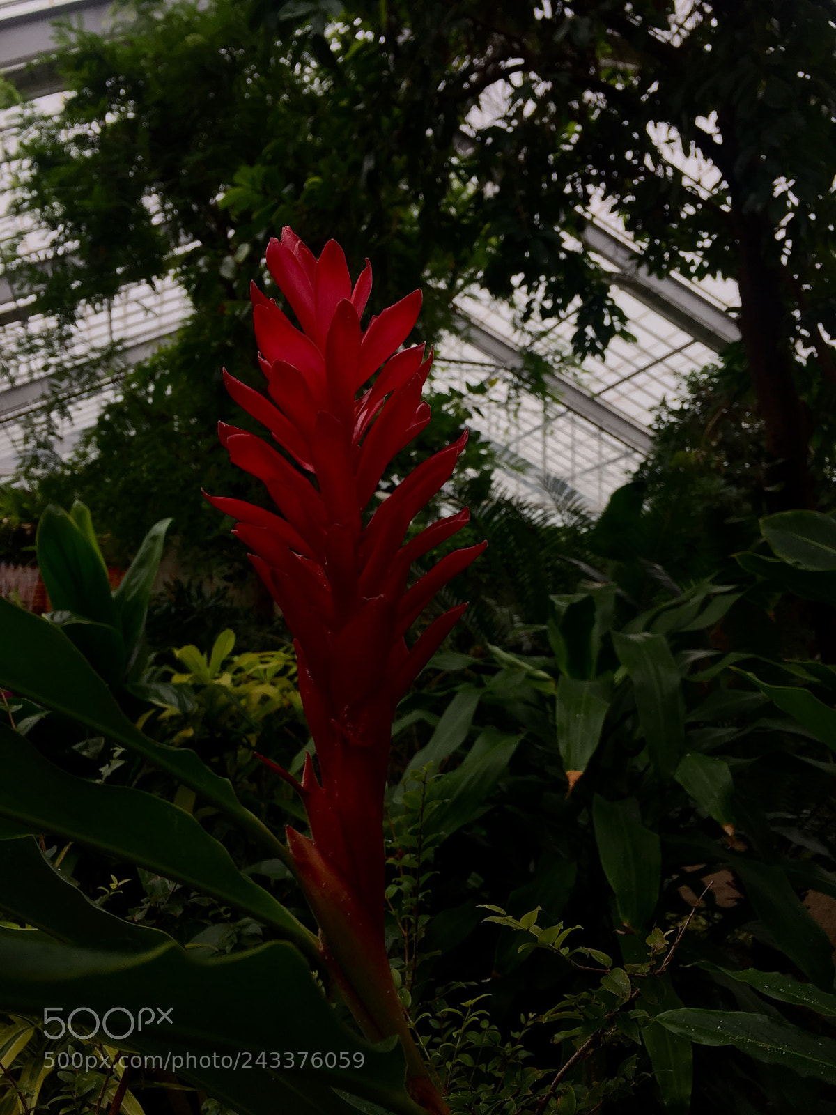 Apple iPhone 6 sample photo. Stunning on its own ~ photography