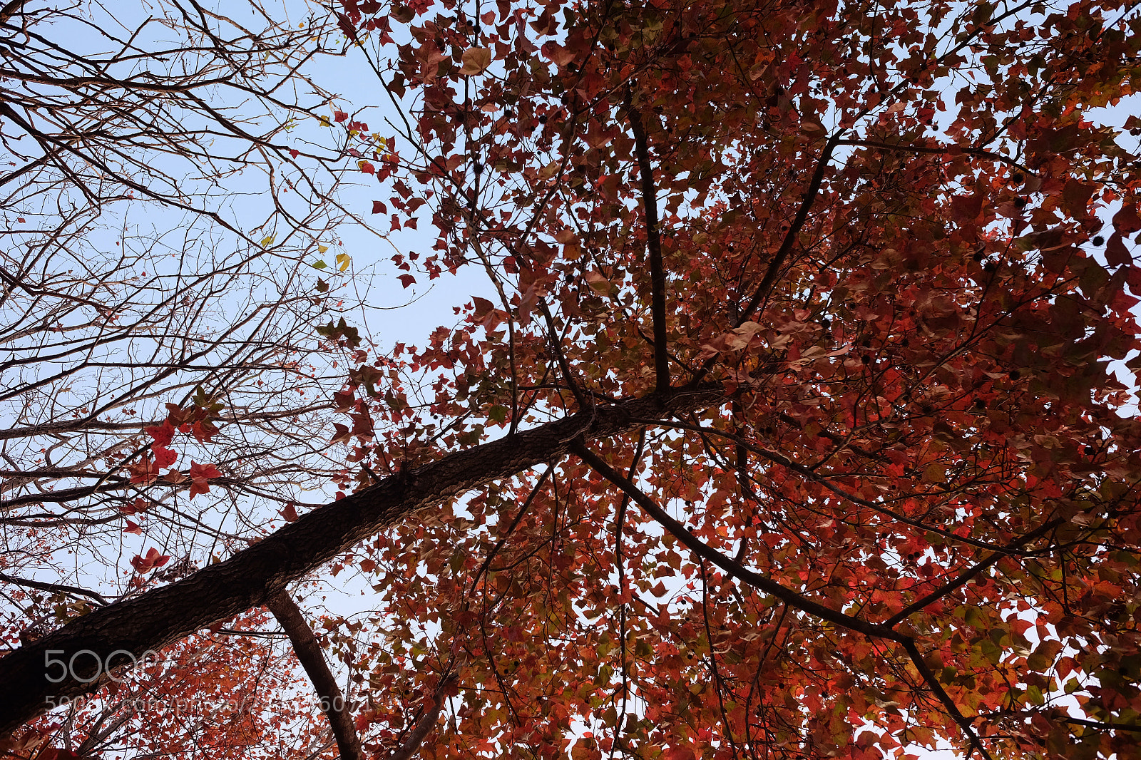 Fujifilm X70 sample photo. Autumn leaves in winter photography