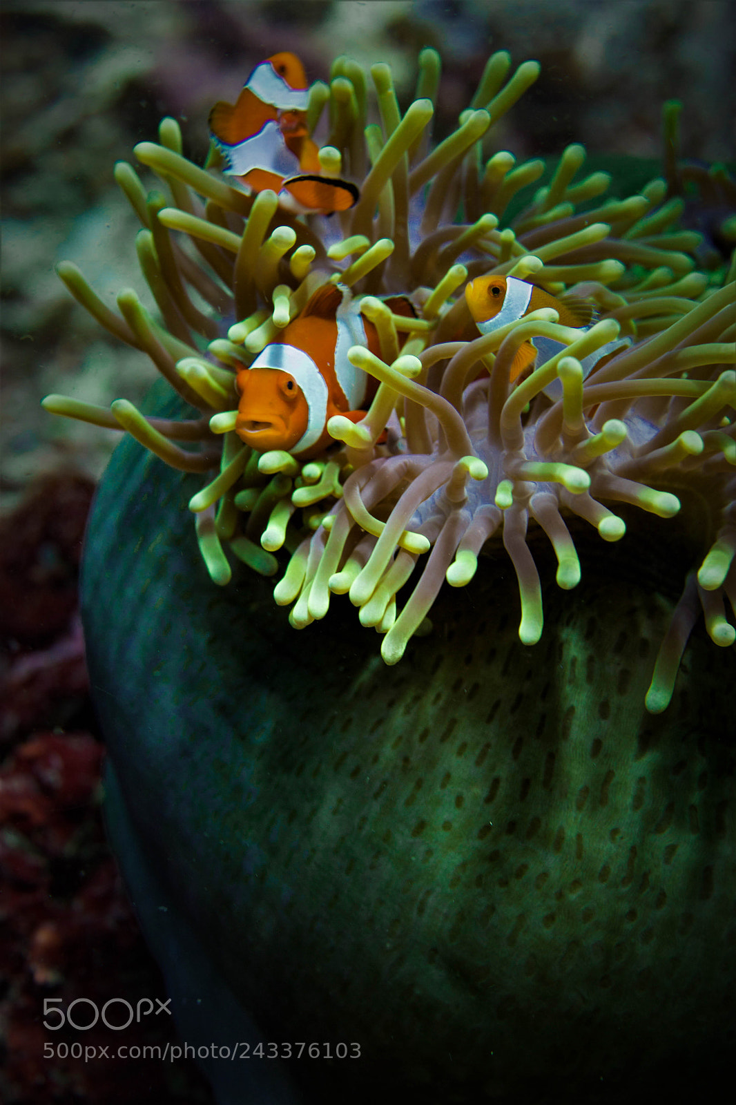 Sony SLT-A65 (SLT-A65V) sample photo. Clownfish in komodo photography