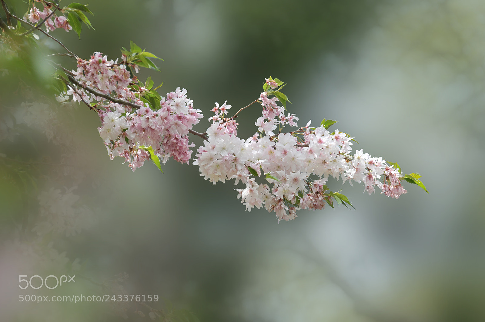 Nikon D300 sample photo. White flowers photography