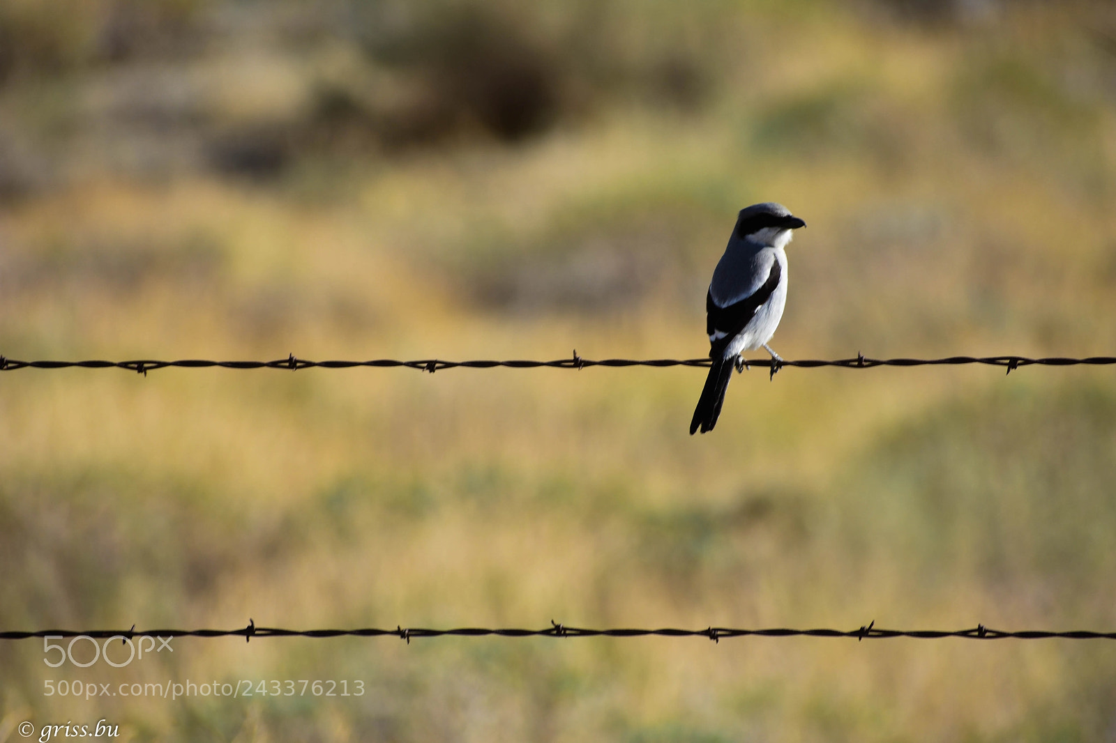 Nikon D3400 sample photo. "little bird.... photography
