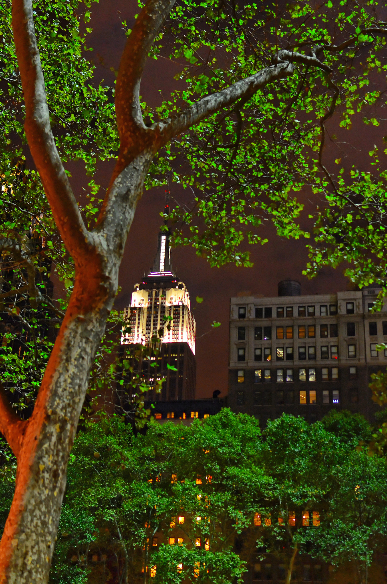 Nikon D7000 + Nikon AF-S DX Nikkor 35mm F1.8G sample photo. Empire state trees photography